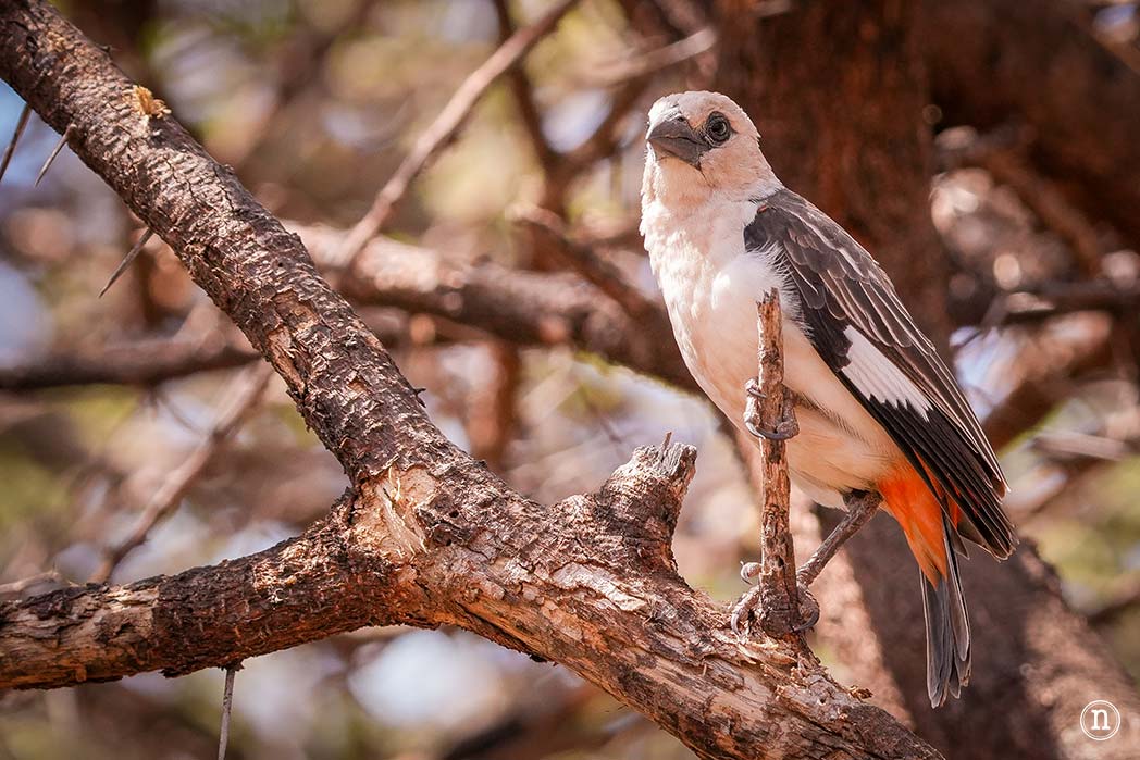 Reserva Nacional de Samburu, nuestro primer safari en Kenia