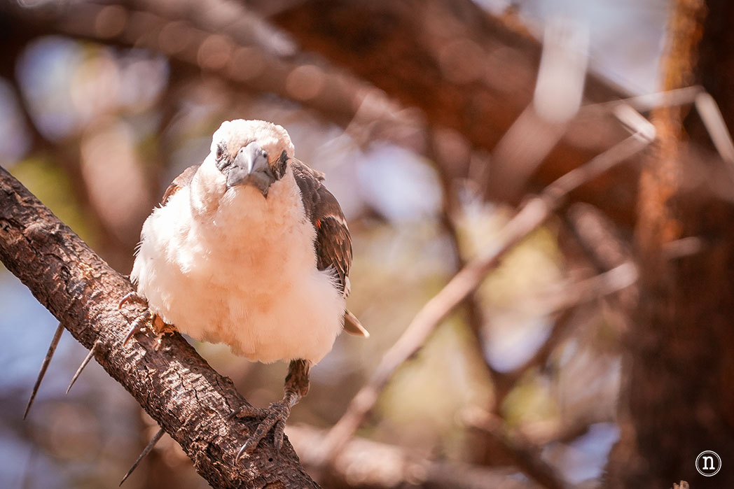 Reserva Nacional de Samburu, nuestro primer safari en Kenia