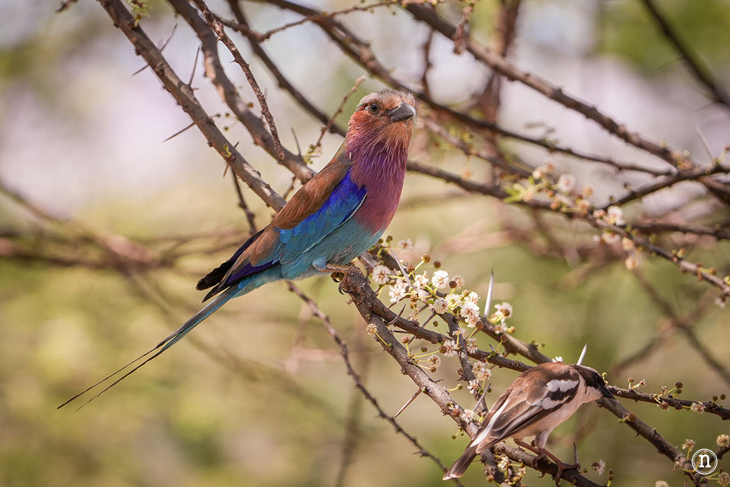 Reserva Nacional de Samburu, nuestro primer safari en Kenia