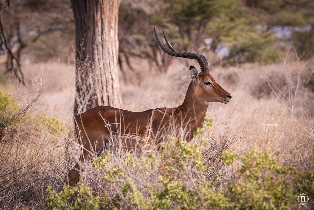 Reserva Nacional de Samburu, nuestro primer safari en Kenia