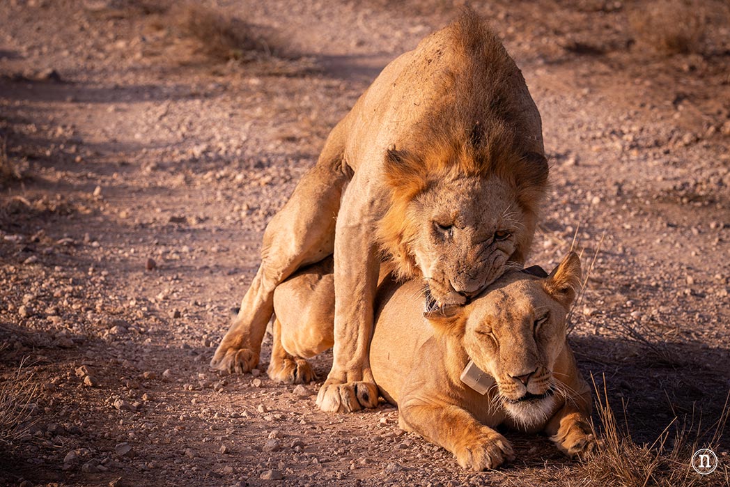 Reserva Nacional de Samburu, nuestro primer safari en Kenia