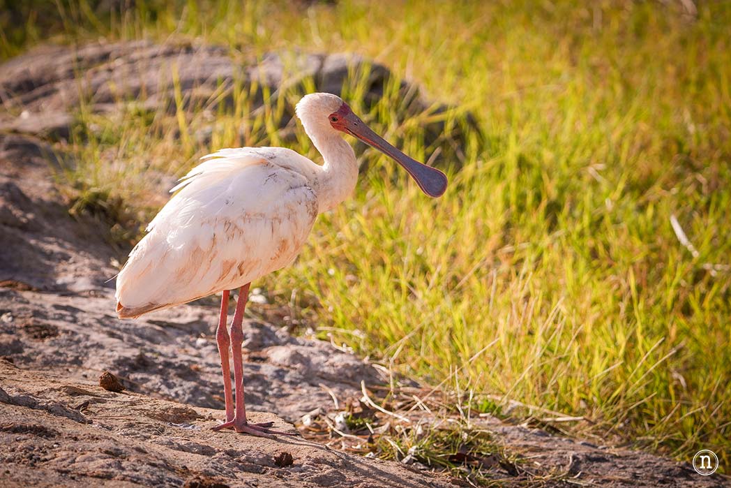 Reserva Nacional de Samburu, nuestro primer safari en Kenia