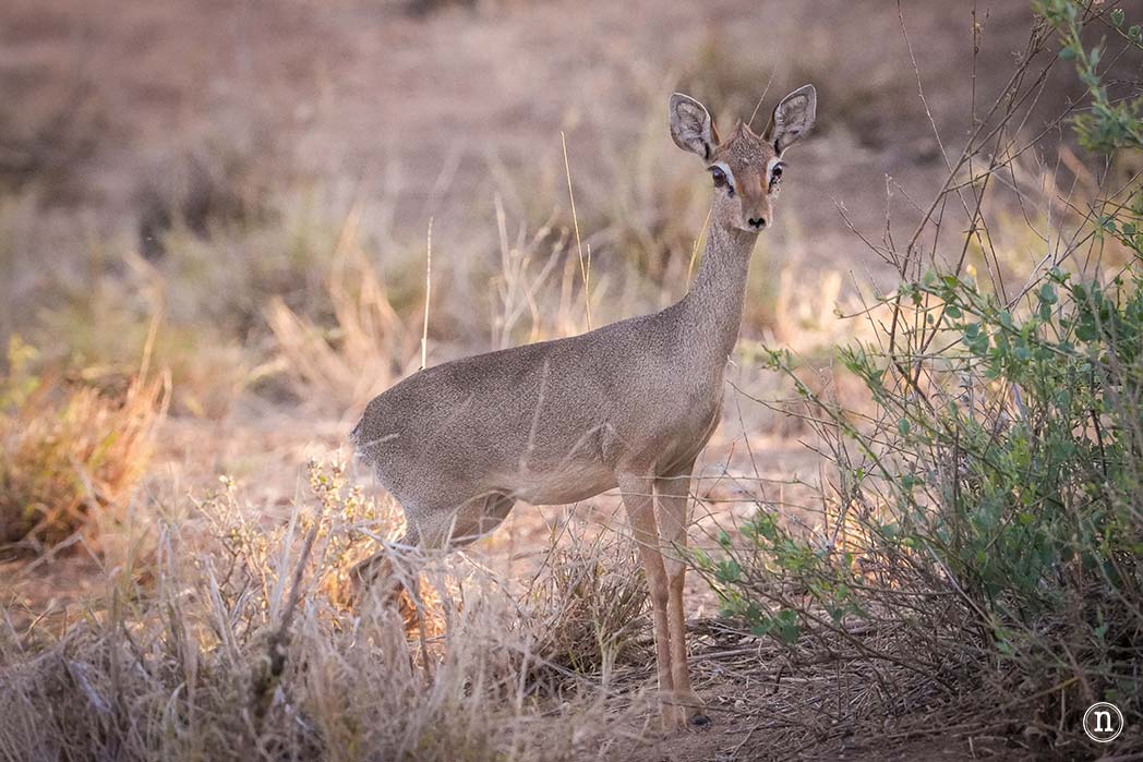 Reserva Nacional de Samburu, nuestro primer safari en Kenia
