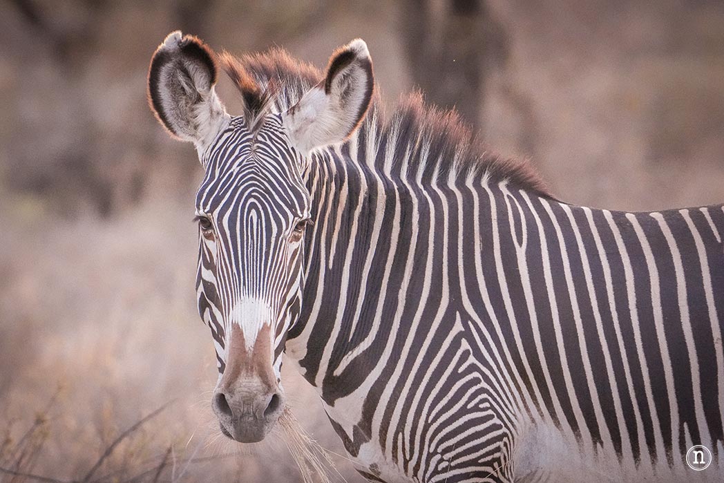 Reserva Nacional de Samburu, nuestro primer safari en Kenia