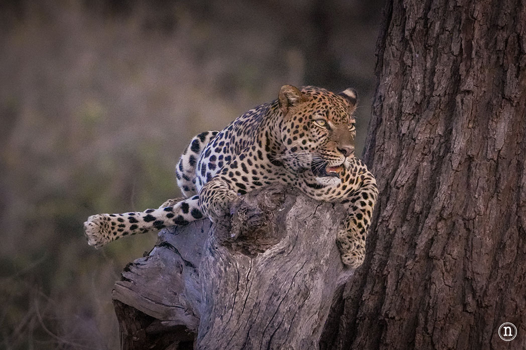 Reserva Nacional de Samburu, nuestro primer safari en Kenia