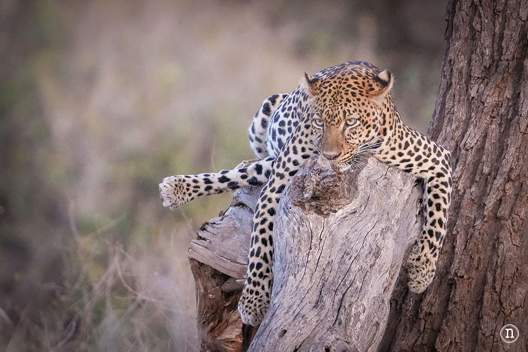 Reserva Nacional de Samburu, nuestro primer safari en Kenia