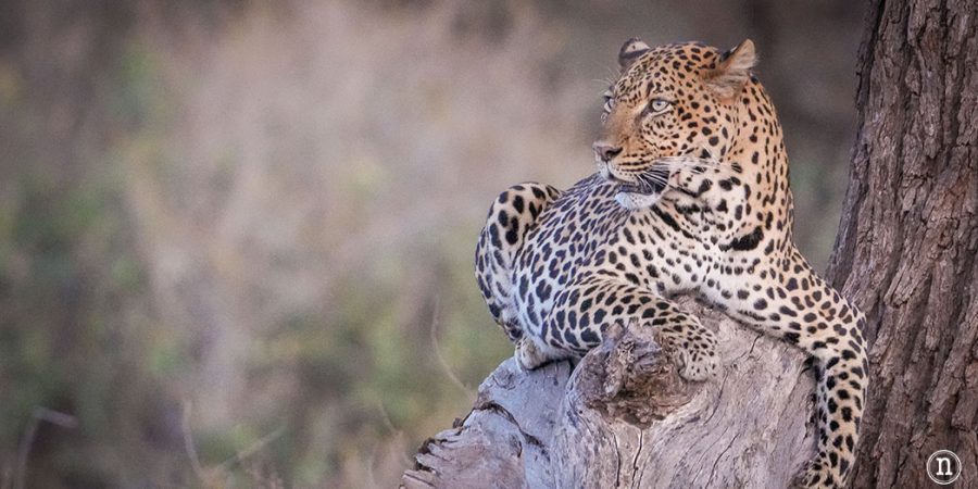 Reserva Nacional de Samburu, nuestro primer safari en Kenia