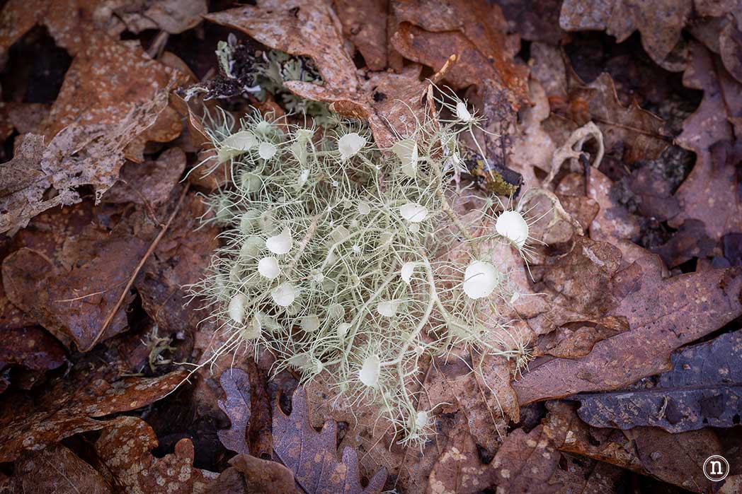 Pasarelas del río Mao y necrópolis de San Vítor en la Ribeira Sacra