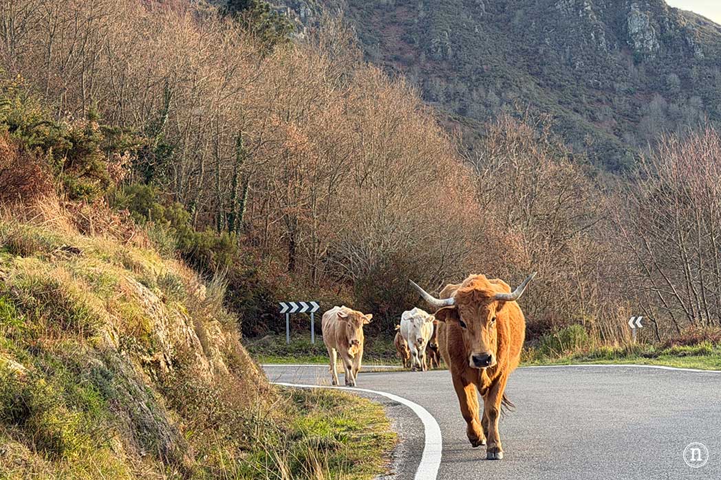 Pasarelas del río Mao y necrópolis de San Vítor en la Ribeira Sacra