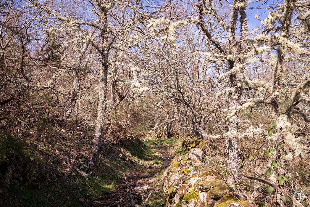 Pasarelas del río Mao y necrópolis de San Vítor en la Ribeira Sacra