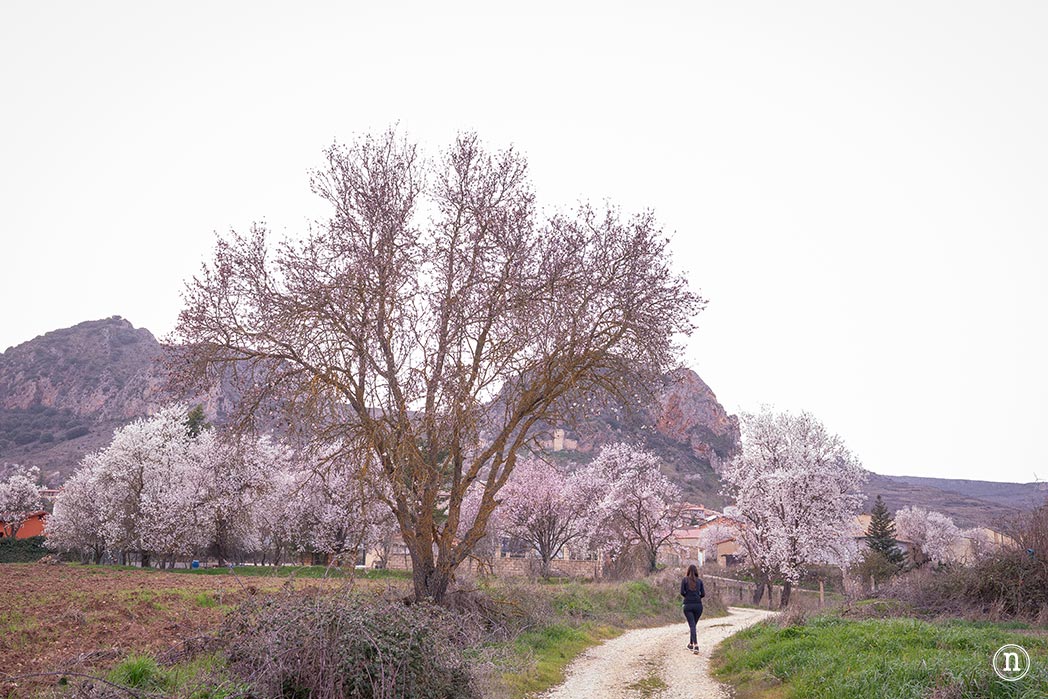 Ruta de los almendros en Poza de la Sal, Burgos