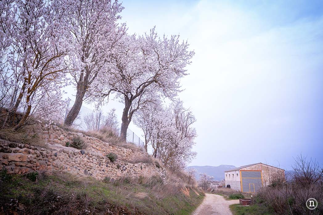 Ruta de los almendros en Poza de la Sal, Burgos