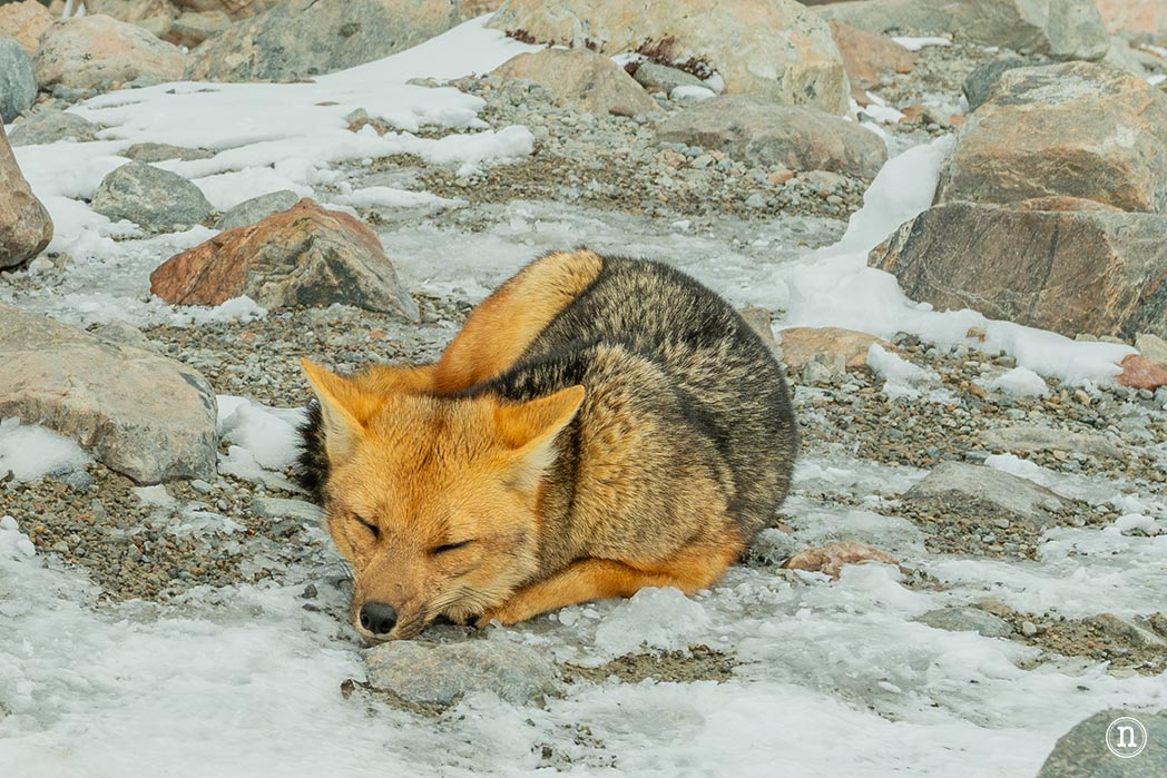 Ruta de los narcisos en el Geoparque de Las Loras