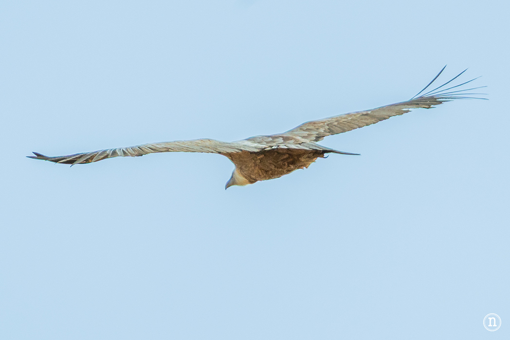 Ruta de los narcisos en el Geoparque de Las Loras 
