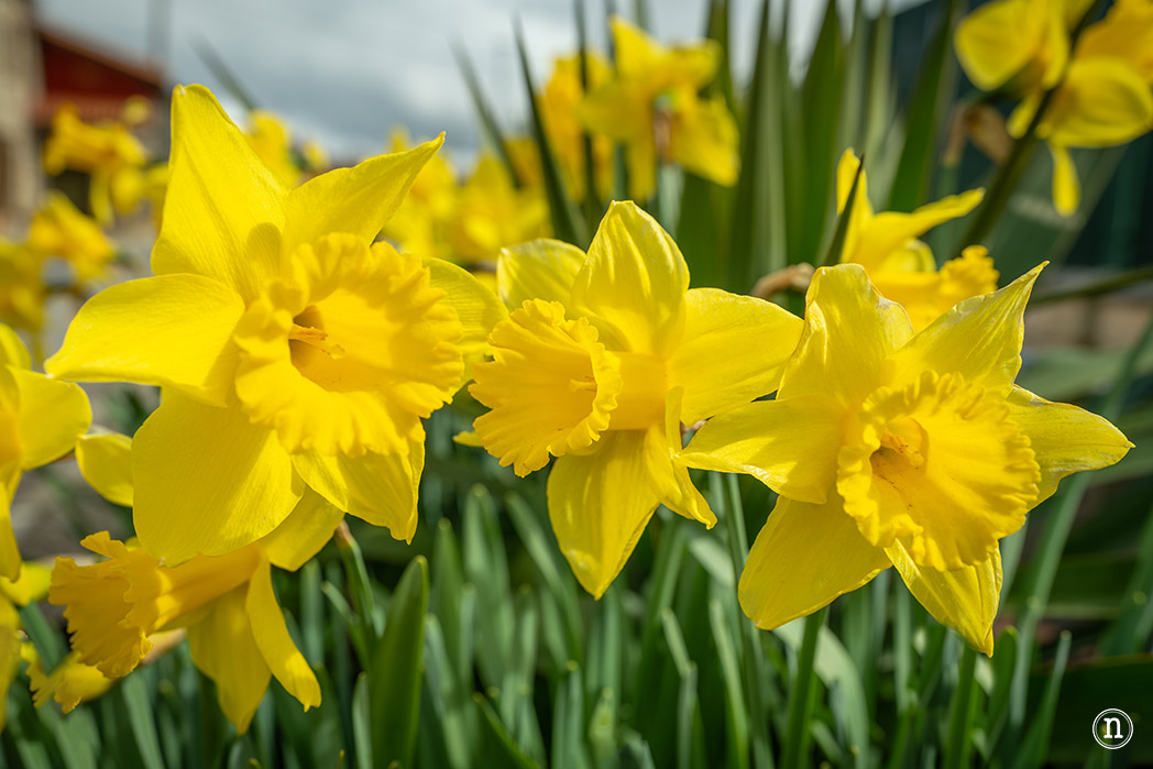 Ruta de los narcisos en el Geoparque de Las Loras 