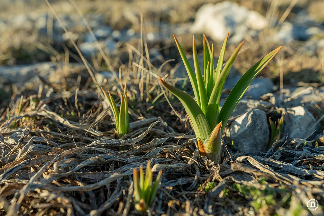 Ruta de los narcisos en el Geoparque de Las Loras 