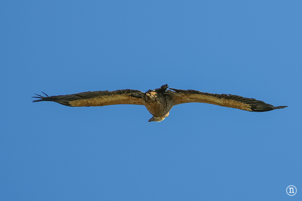 Ruta de los narcisos en el Geoparque de Las Loras 
