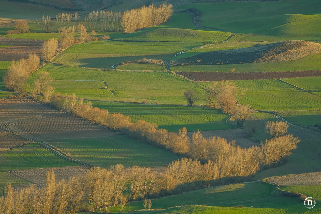 Ruta de los narcisos en el Geoparque de Las Loras