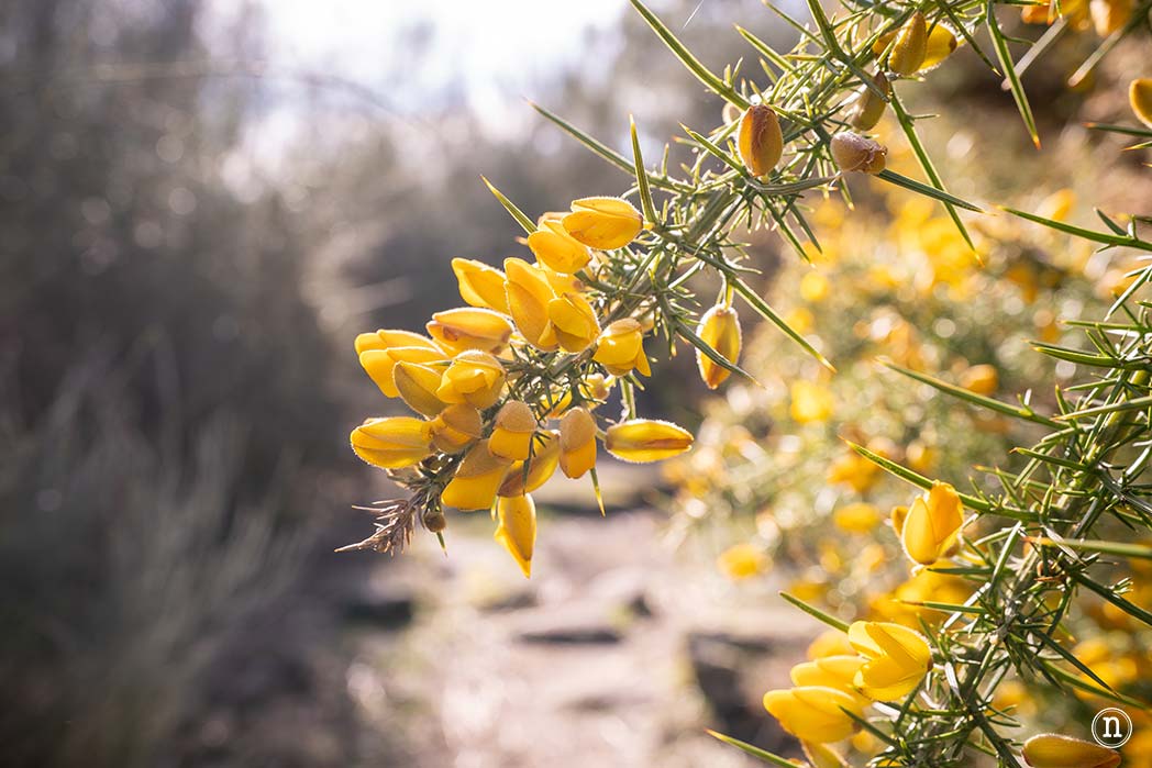 Cañón del Sil y sus miradores