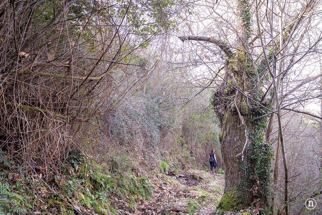 Cañón del Sil y sus miradores
