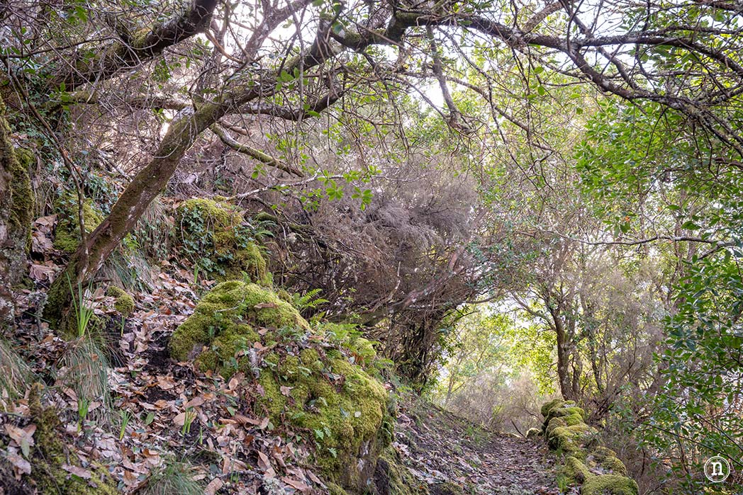 Cañón del Sil y sus miradores
