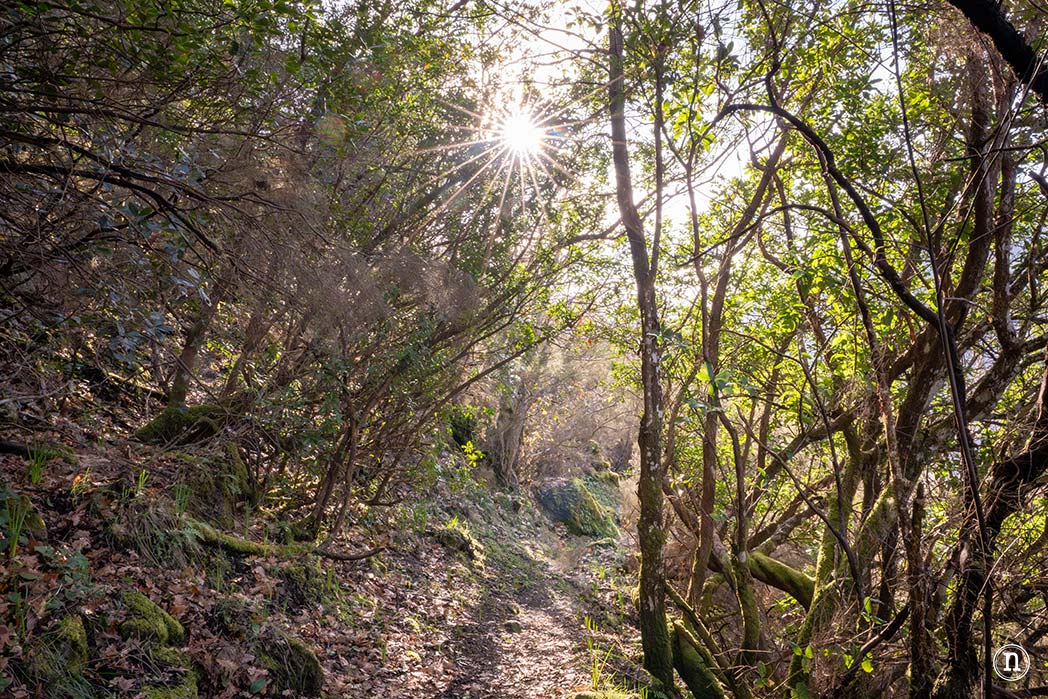 Cañón del Sil y sus miradores