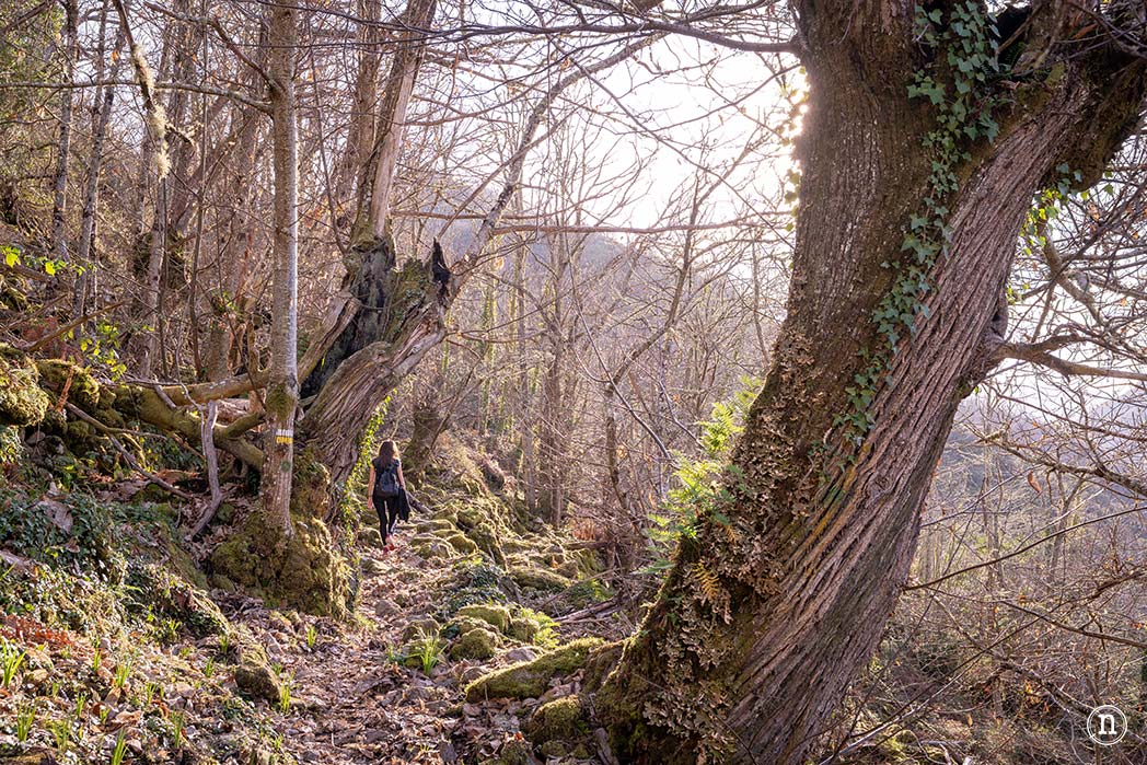 Cañón del Sil y sus miradores