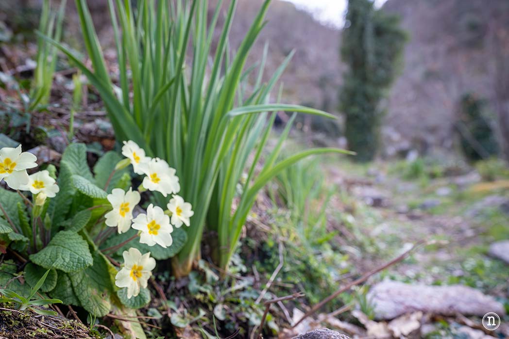Cañón del Sil y sus miradores
