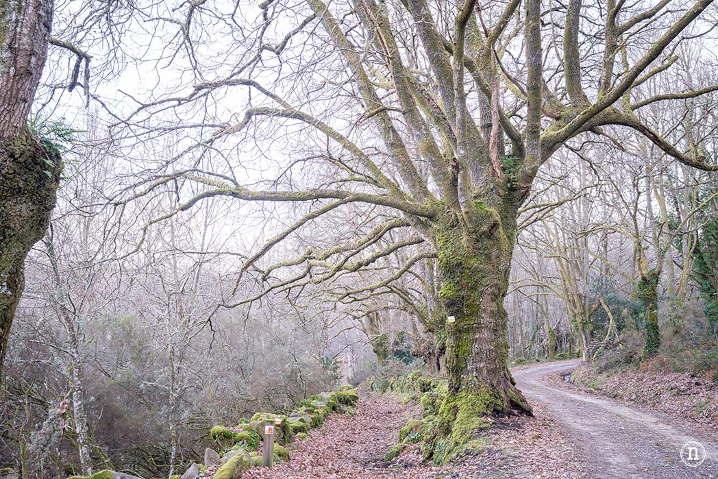 Cañón del Sil y sus miradores