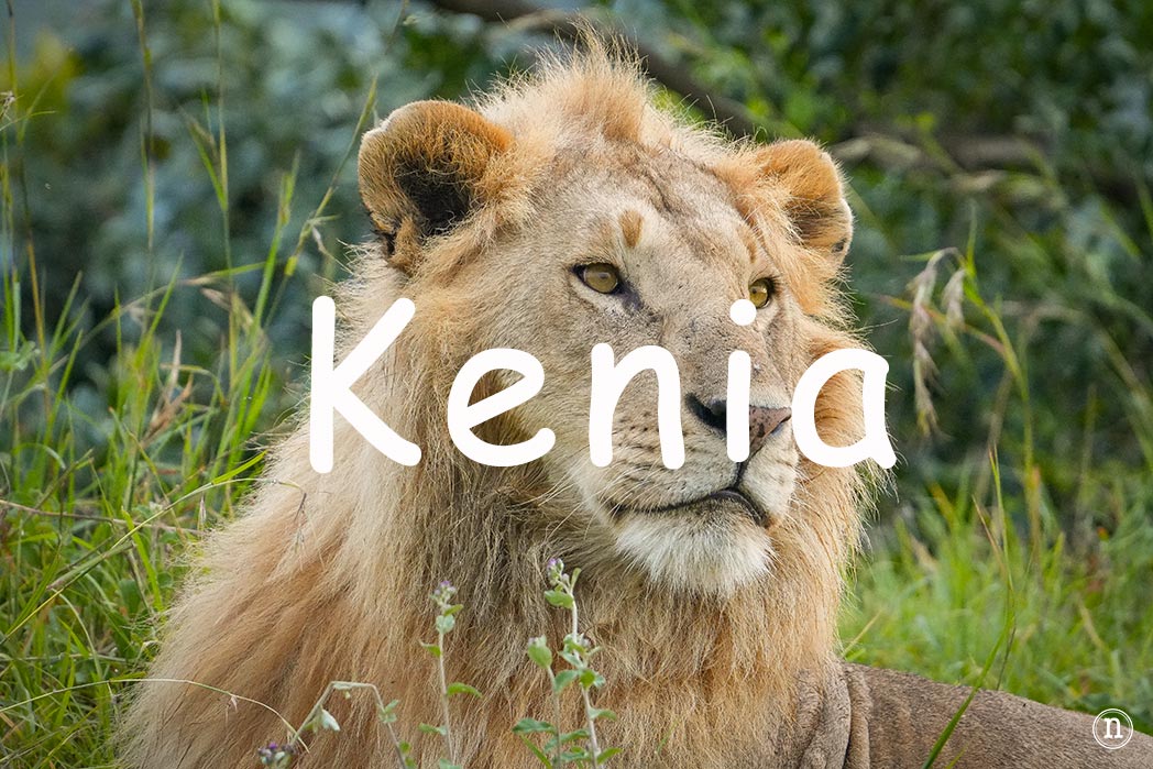 Safari en Kenia, itinerario, consejos y presupuesto para tu viaje