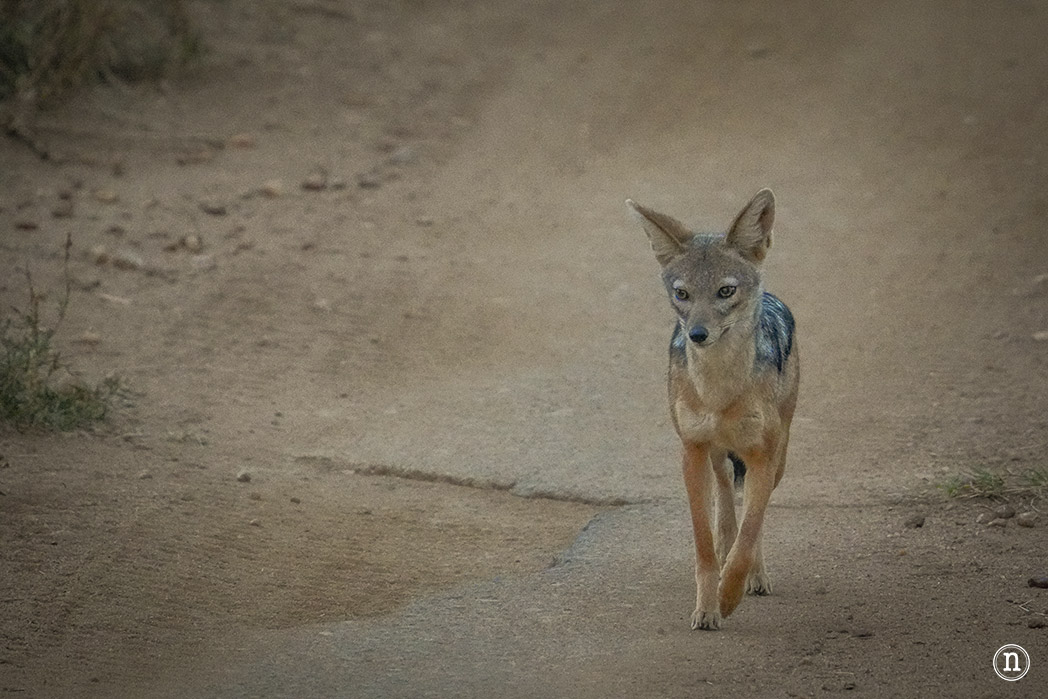 Masái Mara, Kenia, el safari y el amanecer más bonito del mundo