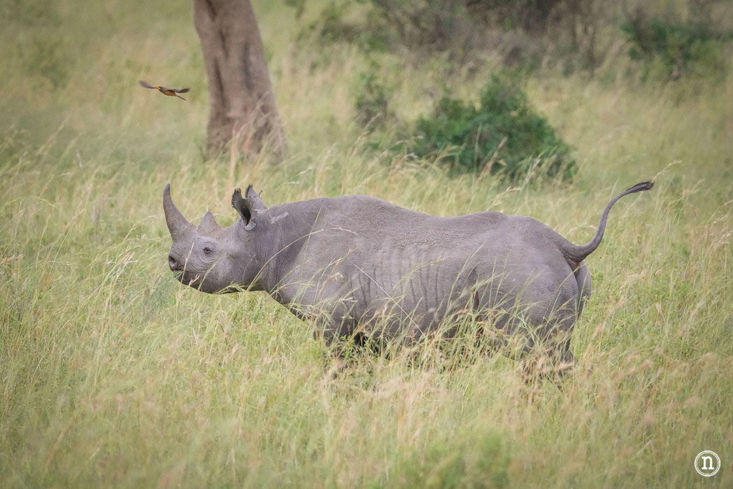 Masái Mara, Kenia, el safari y el amanecer más bonito del mundo