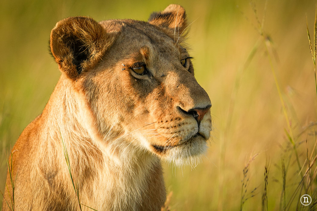Masái Mara, Kenia, el safari y el amanecer más bonito del mundo