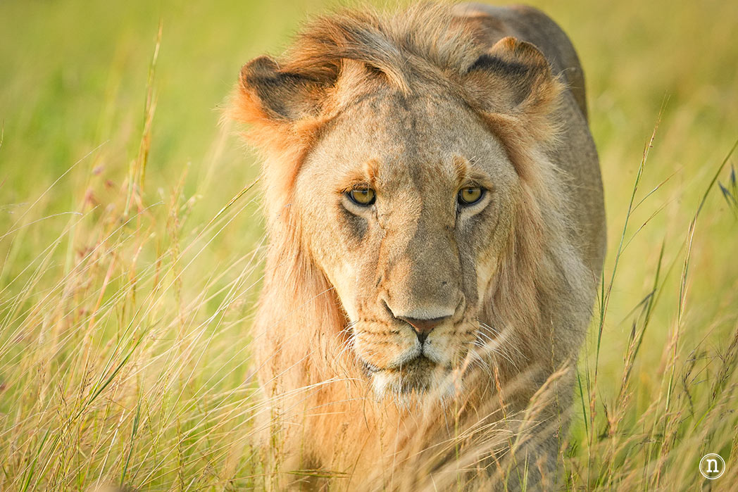 Masái Mara, Kenia, el safari y el amanecer más bonito del mundo