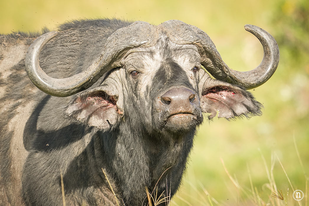 Masái Mara, Kenia, el safari y el amanecer más bonito del mundo