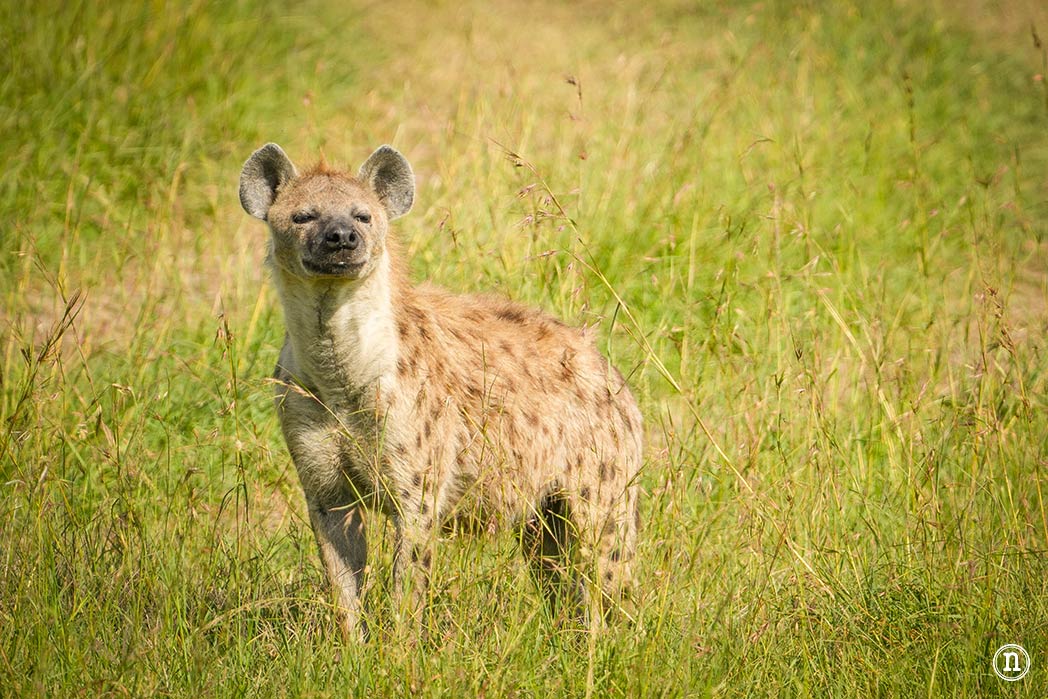 Masái Mara, Kenia, el safari y el amanecer más bonito del mundo