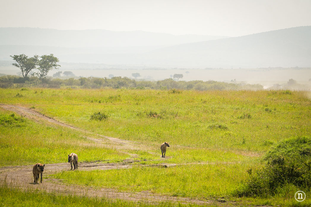 Masái Mara, Kenia, el safari y el amanecer más bonito del mundo