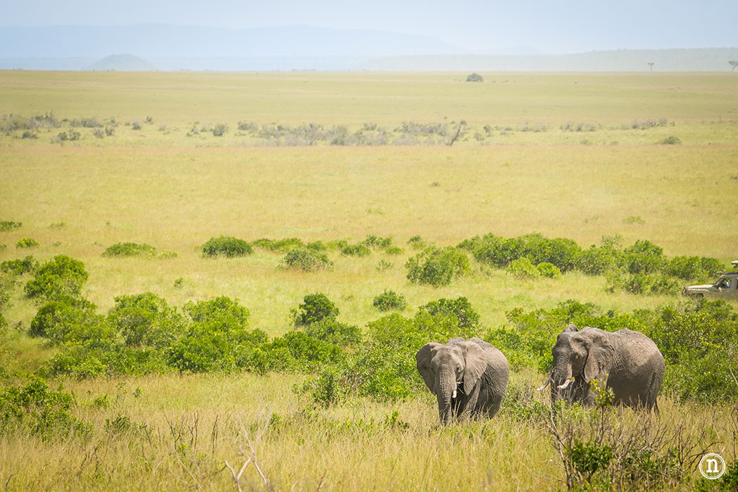 Masái Mara, Kenia, el safari y el amanecer más bonito del mundo