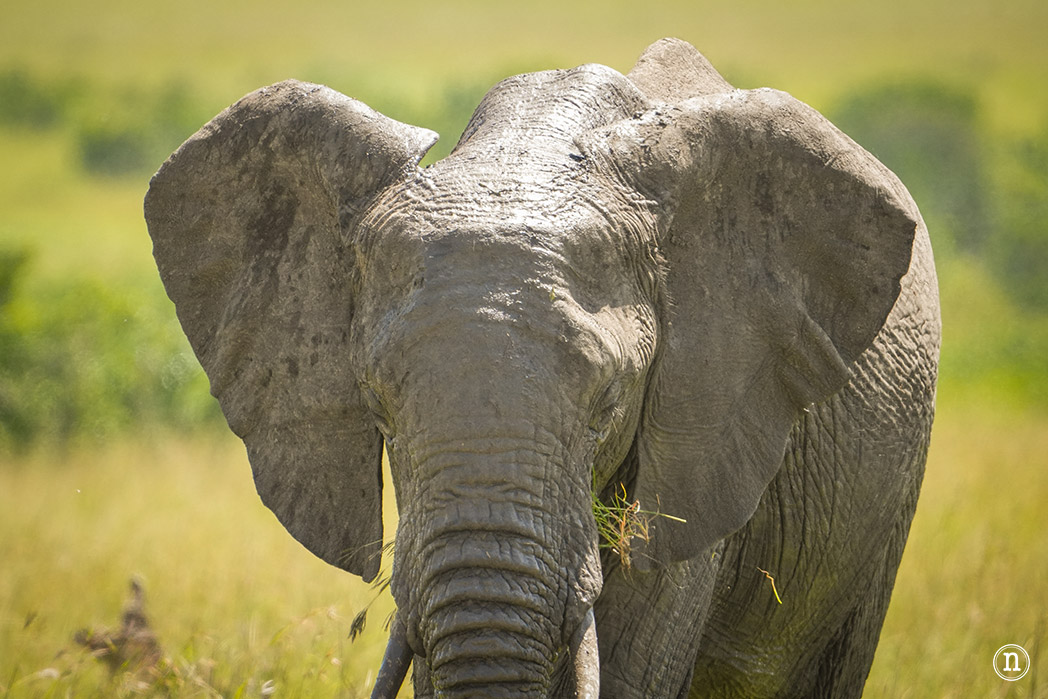 Masái Mara, Kenia, el safari y el amanecer más bonito del mundo