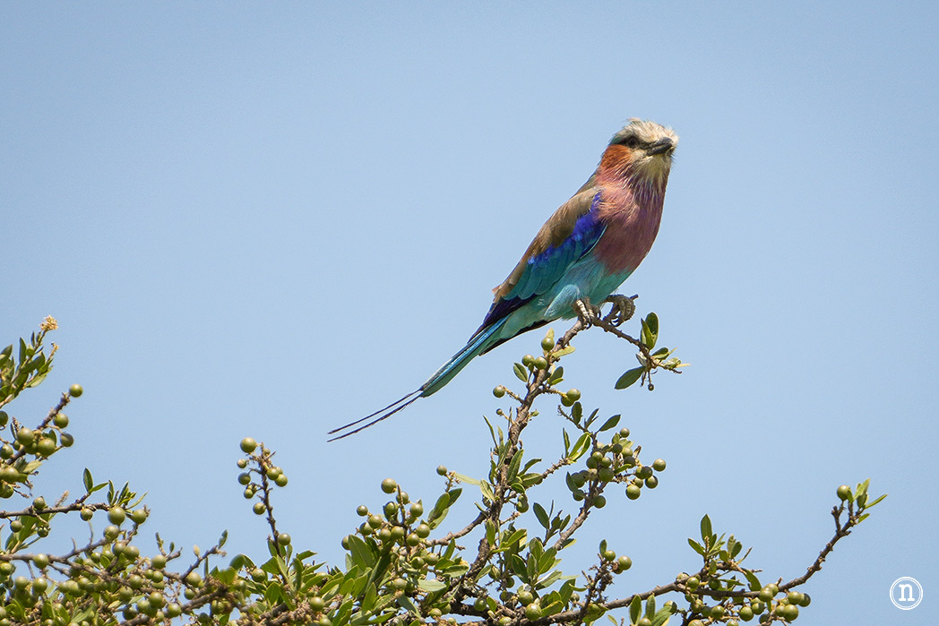 Masái Mara, Kenia, el safari y el amanecer más bonito del mundo