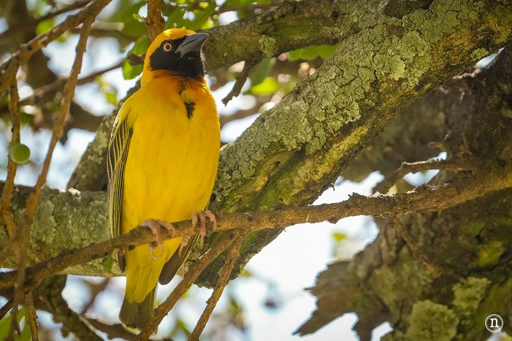 Masái Mara, Kenia, el safari y el amanecer más bonito del mundo