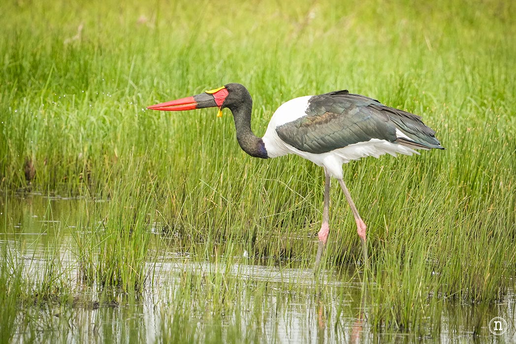 Masái Mara, Kenia, el safari y el amanecer más bonito del mundo