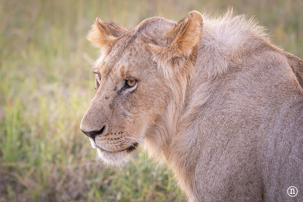 Masái Mara, Kenia, el safari y el amanecer más bonito del mundo