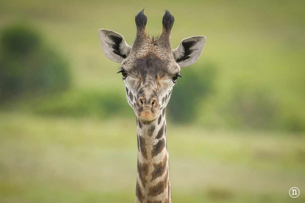 Masái Mara, Kenia, el safari y el amanecer más bonito del mundo