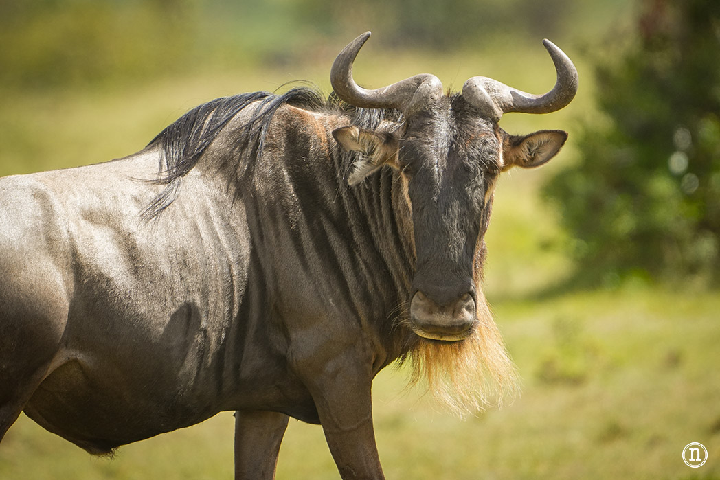 Masái Mara, Kenia, el safari y el amanecer más bonito del mundo