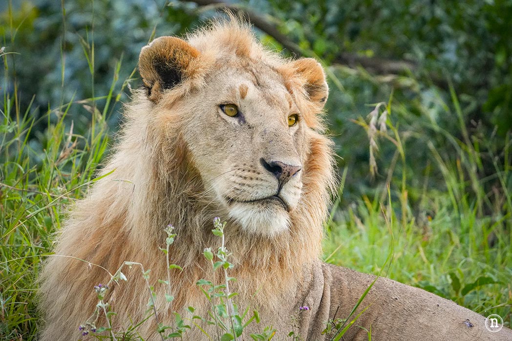 Masái Mara, Kenia, el safari y el amanecer más bonito del mundo