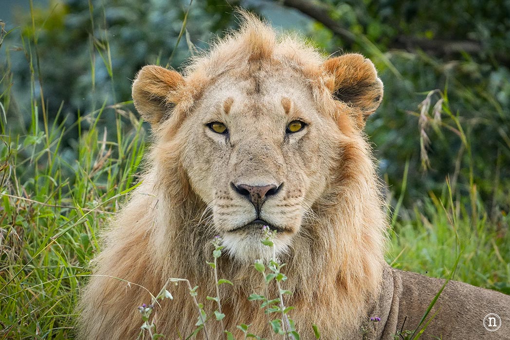 Masái Mara, Kenia, el safari y el amanecer más bonito del mundo