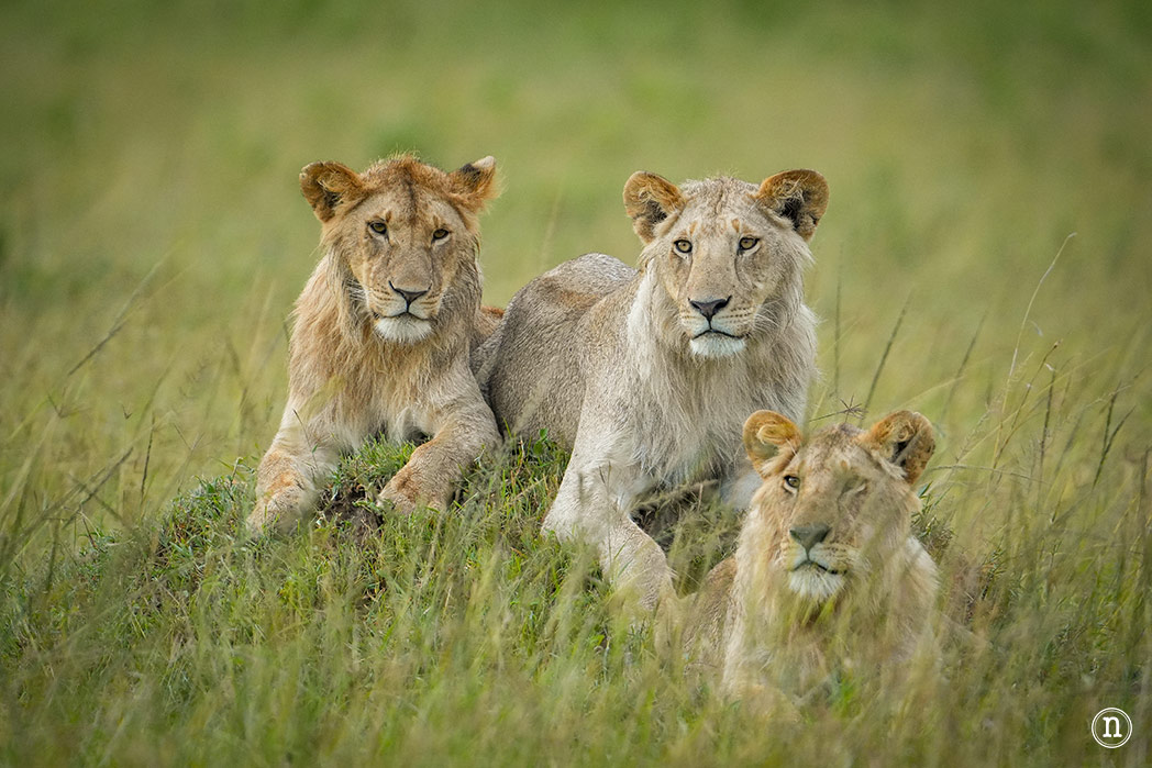 Masái Mara, Kenia, el safari y el amanecer más bonito del mundo