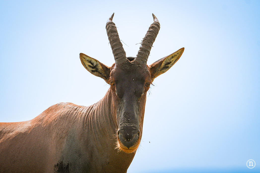 Masái Mara, Kenia, el safari y el amanecer más bonito del mundo