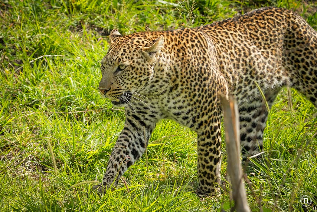 Masái Mara, Kenia, el safari y el amanecer más bonito del mundo